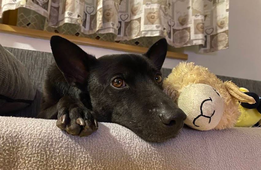Vakantie met hond in Tirol
