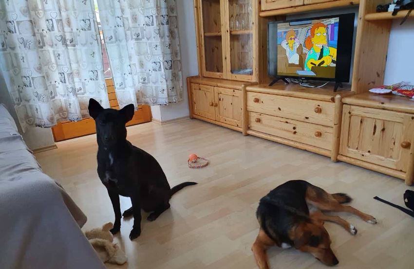 Vakantieappartement met hond in de Wildschönau in Tirol