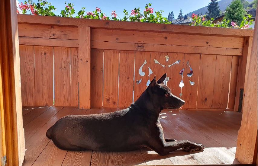 Vakantieappartement met hond