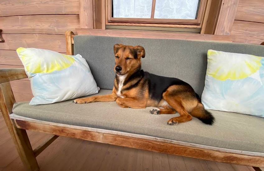 Vakantie met hond in de Wildschönau