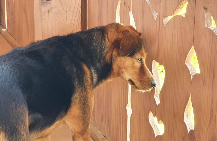 Vakantieappartement met hond in de Wildschönau