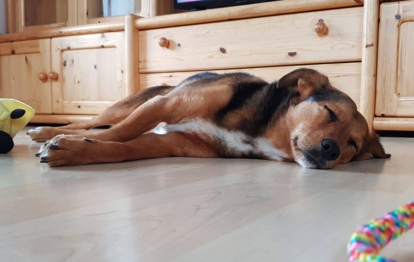 Wandelen met hond in Tirol en de Wildschönau