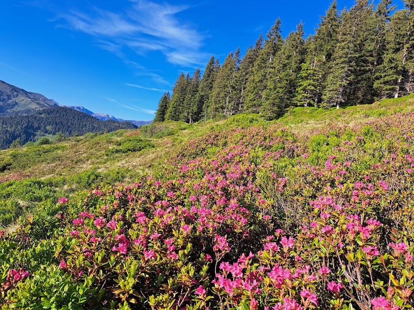 Zomervakantie in de Wildschönau in Tirol bij Haus Moosanger